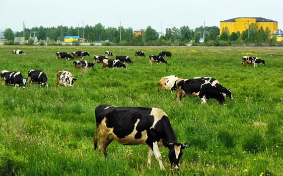 В Ступино 4,1 миллиарда рублей вложат в животноводческий комплекс Новости Ступино 