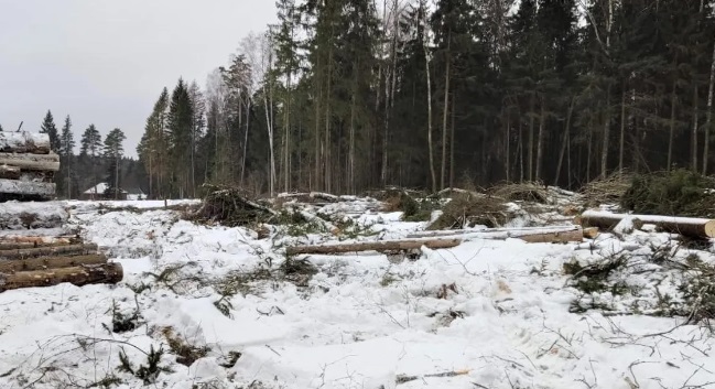 Более 20 гектаров леса в Ступино очистят от поврежденных деревьев до конца года Новости Ступино 