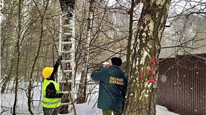 В Ступинском лесничестве вблизи СНТ ликвидируют аварийные деревья Новости Ступино 