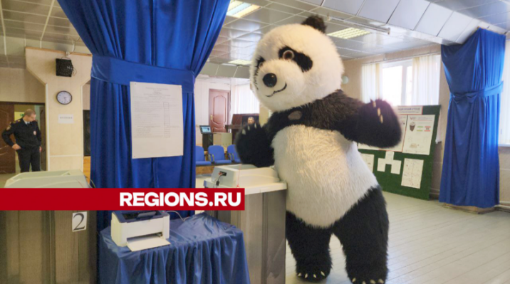 В Ступине проголосовала гигантская панда Новости Ступино 