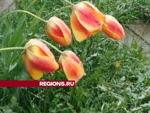 Тюльпаны лета не дождались: майский снег накрыл Ступино Новости Ступино 